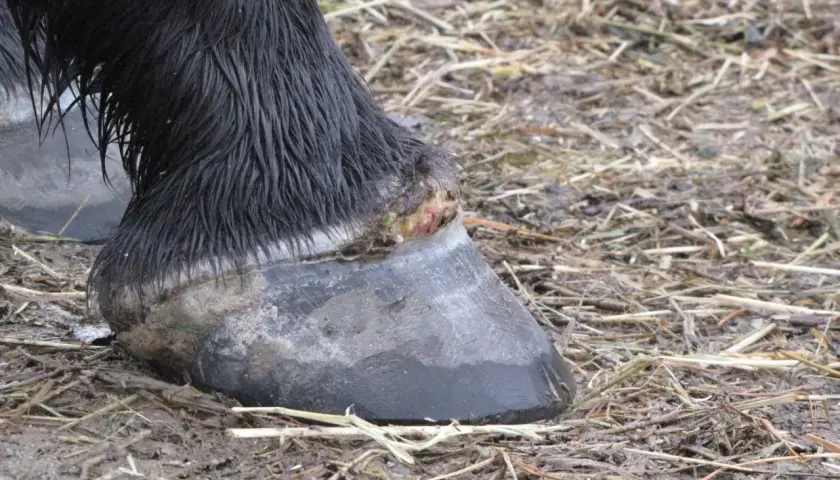 Le sabot d'un cheval noir, abcedyl, montre une blessure rouge et verte. Le sol est boueux et couvert de chaume.