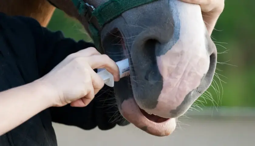 Une personne administre un vermifuge à un cheval. Savoir quand vermifuger son cheval est essentiel pour sa santé.