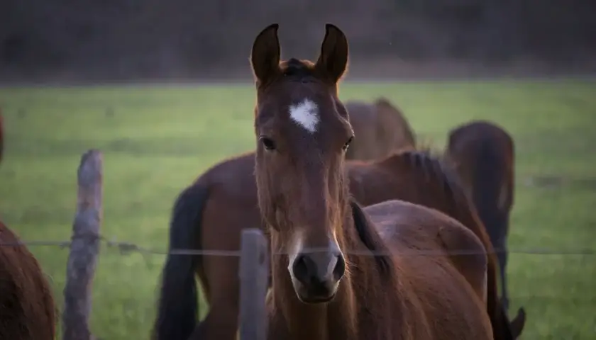 Un jeune cheval au pelage brun, marqué d'une étoile blanche sur le front, regarde la caméra. Son **foie cheval** est sain et vigoureux.