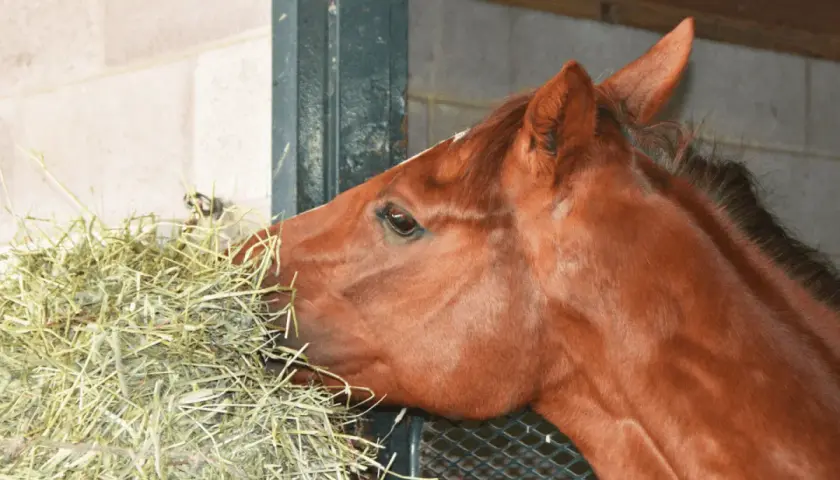Un cheval brun savoure son fourrage dans son box.