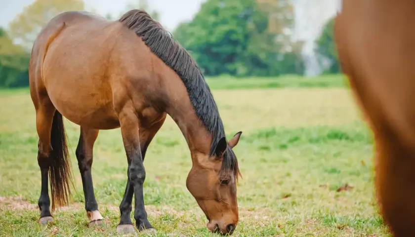 Un cheval brun broute paisiblement des graminées fourragères dans un pré verdoyant, sous un ciel clair.