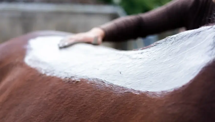 Une main applique de l'argile blanche sur le dos d'un cheval brun. Un soin apaisant pour le cheval.