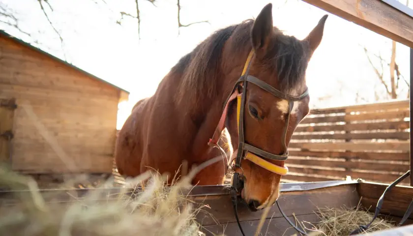 Un cheval brun mange du foin dans un enclos en bois. Le soleil brille, créant une atmosphère chaleureuse. On pense au prix vaccin cheval.