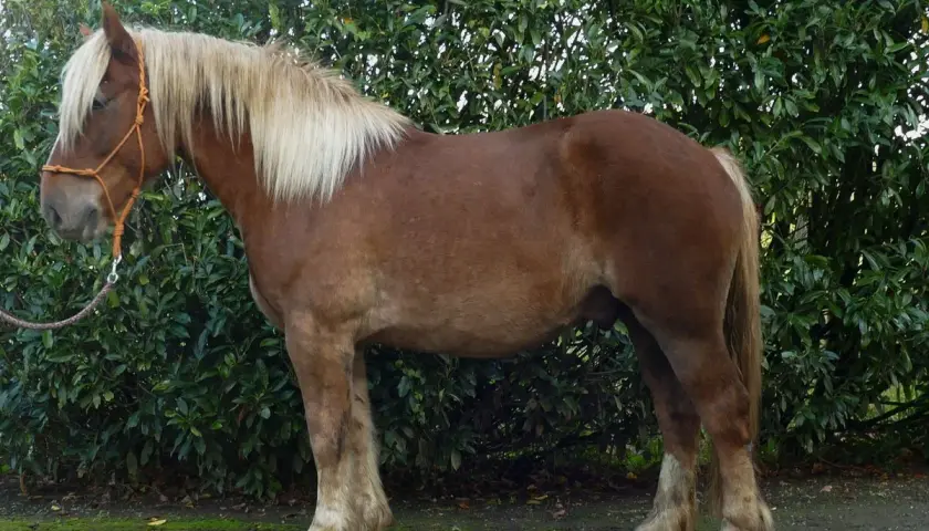 Un robuste Suffolk Punch, au pelage brun et à la crinière blonde, se tient fièrement devant un fond de verdure luxuriante.