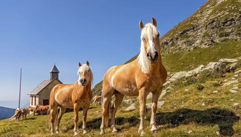 Deux chevaux Haflinger au caractère paisible, se tenant dans un paysage montagneux près d'une petite église.