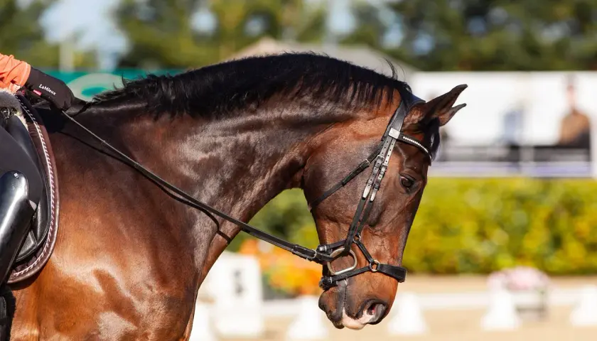 Un cheval bai en plein effort, prêt pour le **règlement dressage FFE**. La bride est ajustée, le cavalier concentré.