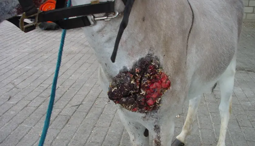 Un cheval souffre d'un carcinome avancé sur le flanc, une plaie ouverte et sanglante.