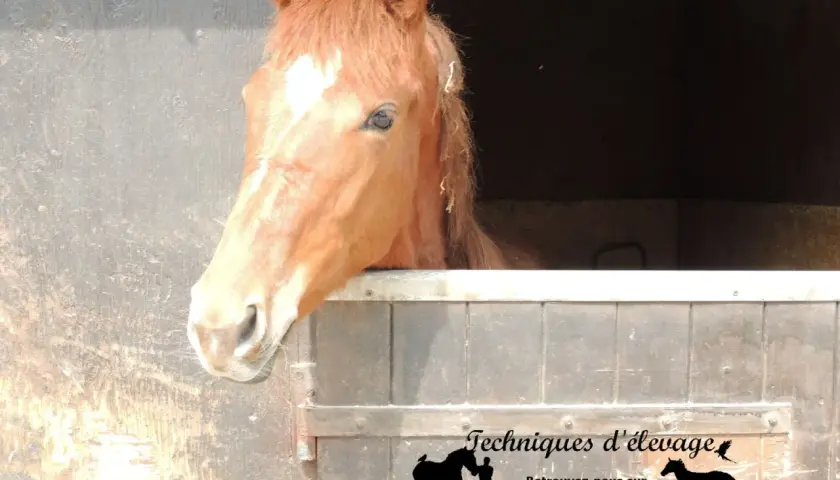 Un cheval roux curieux sort de son box. L'orge est une céréale essentielle pour l'alimentation des chevaux.