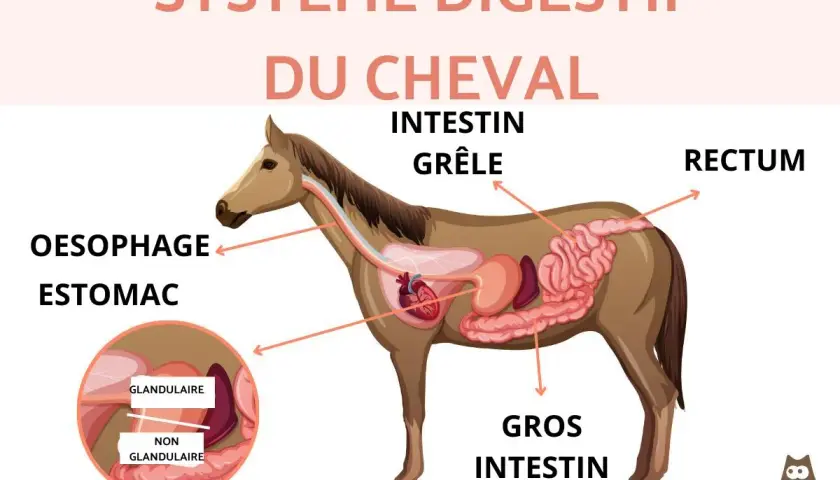 Schéma du système digestif du cheval, montrant l'œsophage, l'estomac, l'intestin grêle, le gros intestin et le rectum. La taille de l'intestin du cheval est impressionnante.