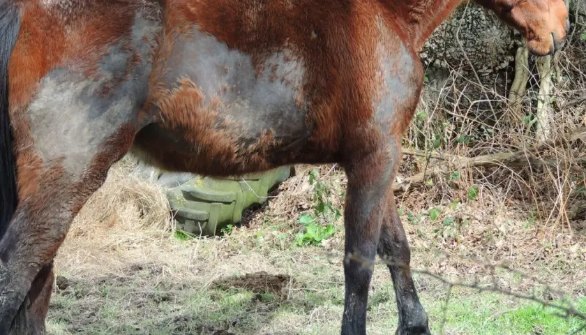 Un cheval brun, au pelage par endroits rasé, semble transpirer sans rien faire, debout dans un pré.