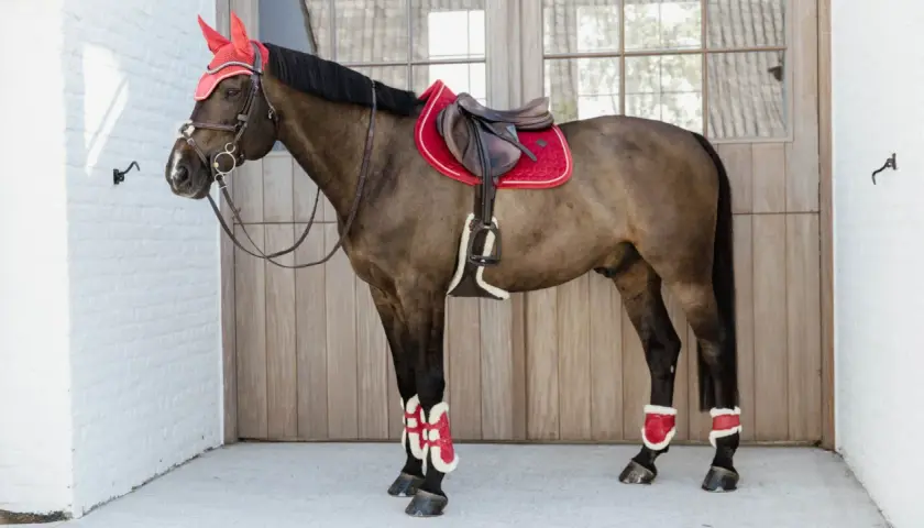 Cheval brun avec selle rouge et bonnet assorti. Ses protections de jambes, d'un rouge vif, ne sont pas toxiques et ajoutent une touche audacieuse.