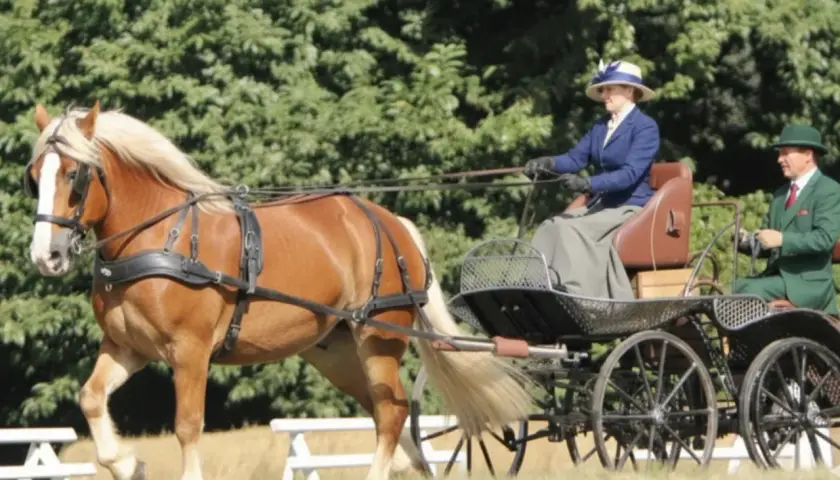 Un magnifique cheval de trait breton tire une calèche d'époque avec deux personnes élégamment habillées.