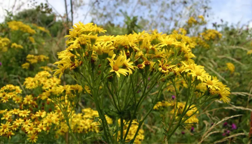 Un champ de seneçon de Jacob, aux fleurs jaunes vives, illumine le paysage.