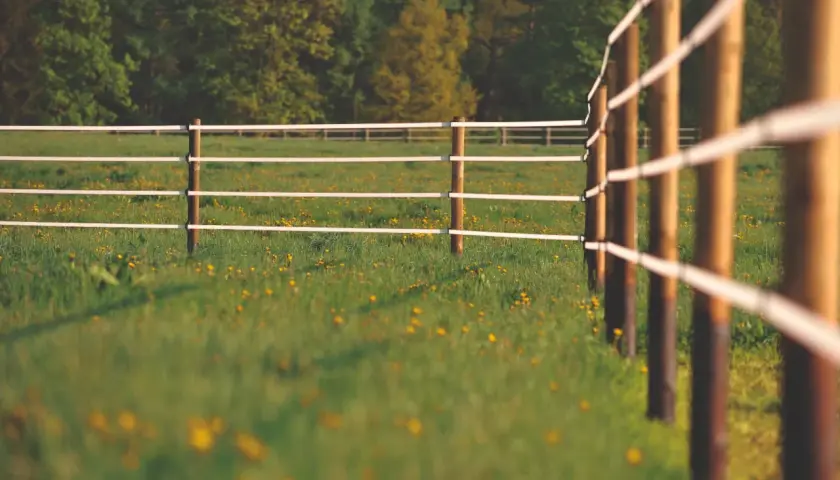 Clôture électrique sur une prairie verdoyante parsemée de fleurs jaunes, prête pour l'application d'engrais prairie.