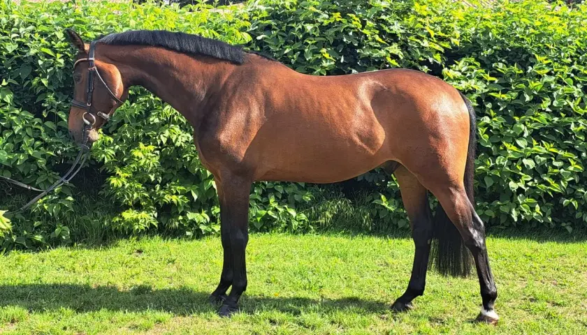 Un magnifique cheval warmblood bai, au port altier, se tient sur une pelouse verte devant un mur de verdure luxuriante.