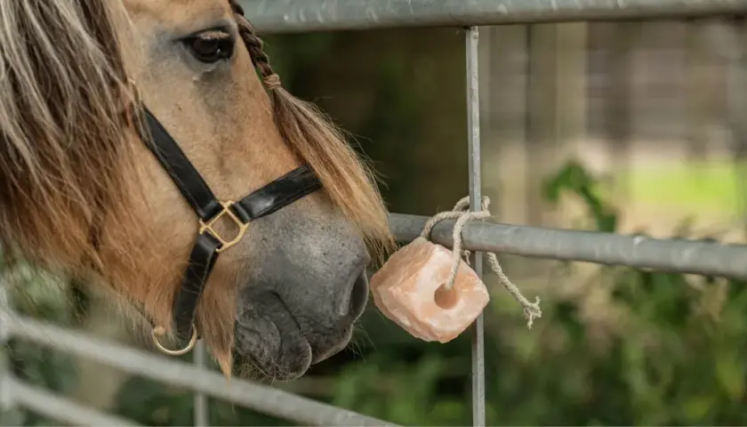 Un cheval au licol noir s'approche d'une pierre de sel rose, une source de minéraux essentiels pour sa santé.