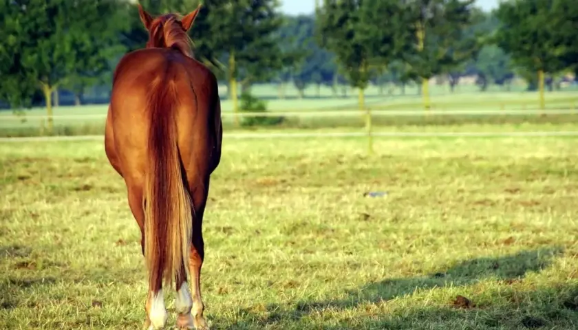 Cheval brun au pré, queue longue et soyeuse. Un petit tas d'excréments au sol, peut-être des oxyures cheval.