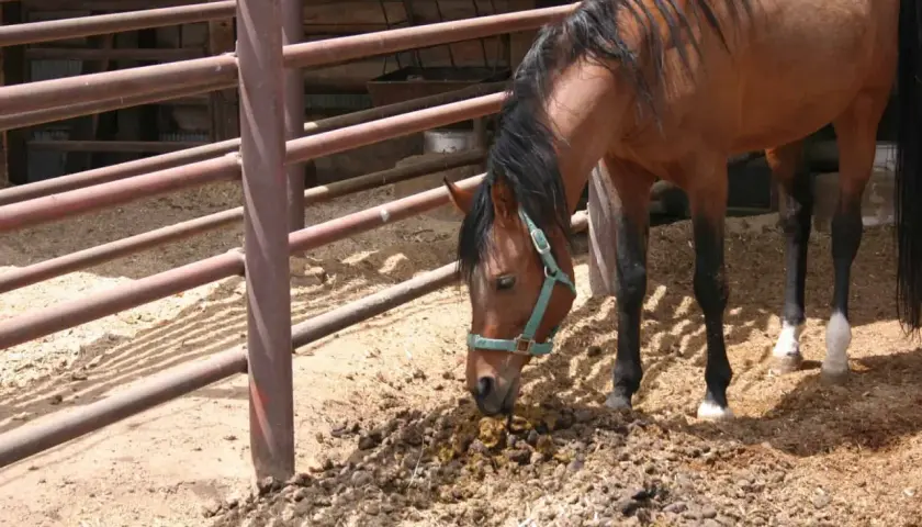 Un cheval brun renifle un tas de crottin de cheval, peut-être un signe de maladie ou de parasites.