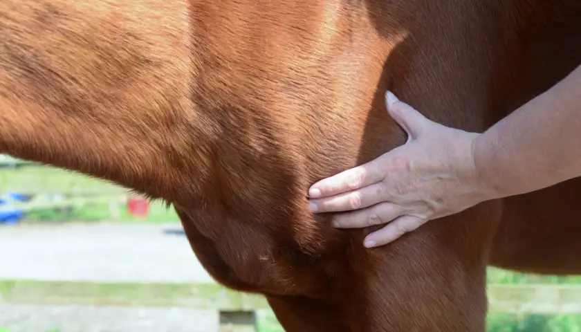 Main d'un vétérinaire palpant le flanc d'un cheval pour évaluer un œdème, étape clé du traitement.