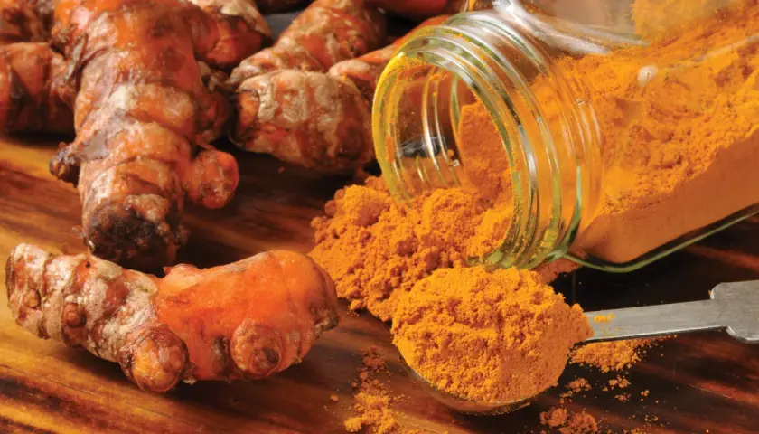 Racines de curcuma et poudre dorée. Une cuillère déborde de curcuma, prêt à être ajouté à la nourriture des chevaux pour leurs bienfaits.