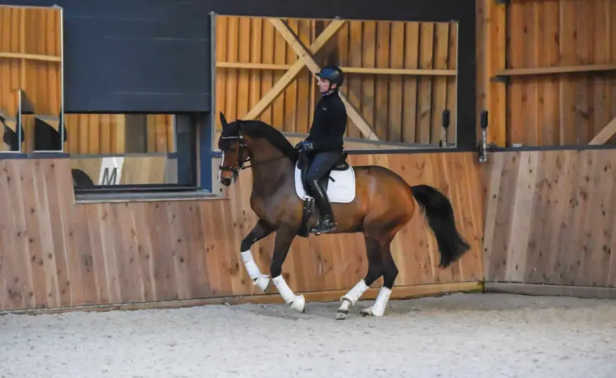 Galop du cheval - Maîtrisez l'allure pour un dressage parfait