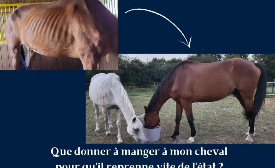 Ration d'avoine cheval - Dosez juste, évitez les erreurs