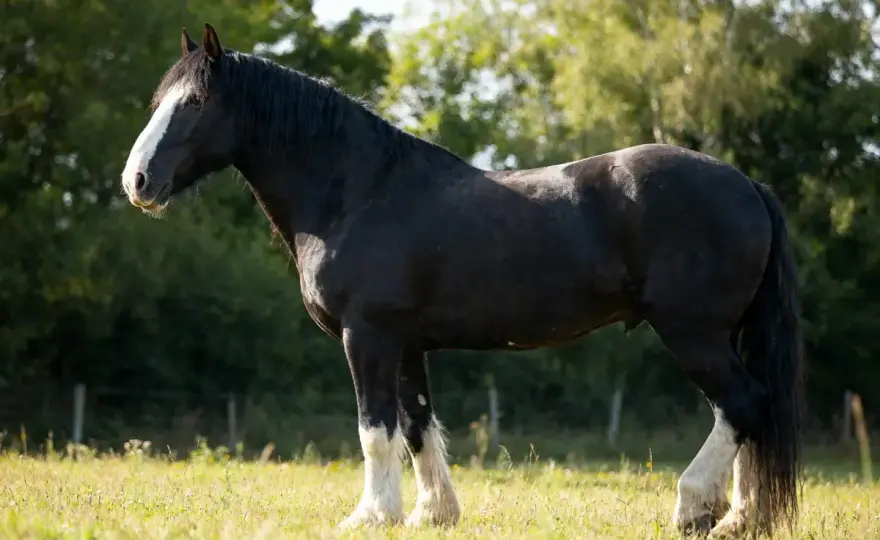 Taille du Clydesdale - Plus qu'un chiffre, une stature !