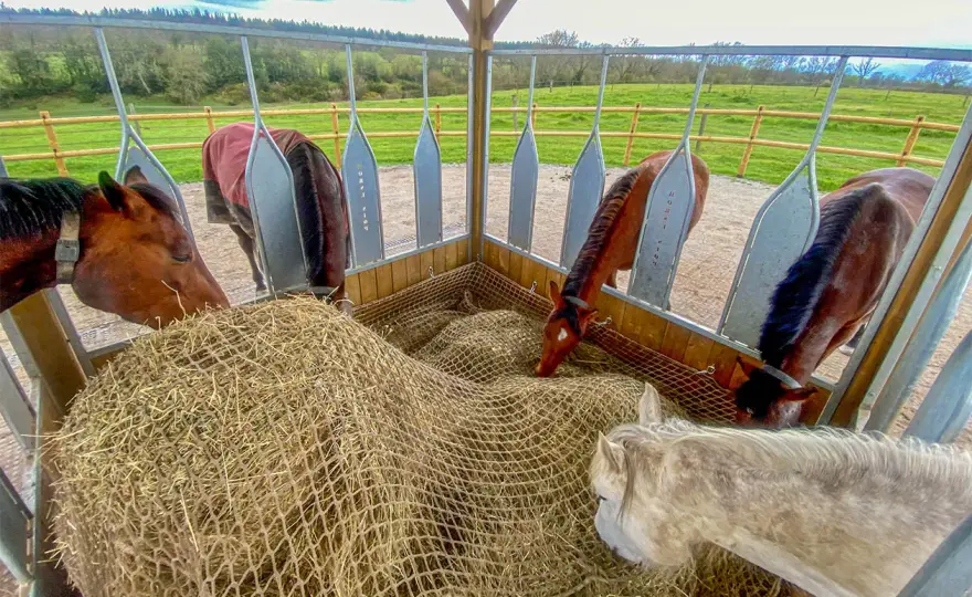 Foin pour cheval - Le guide complet pour une ration parfaite