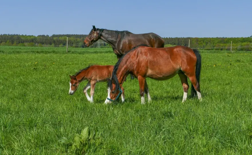 Analyse de sol pour prairie de poneys - Guide complet