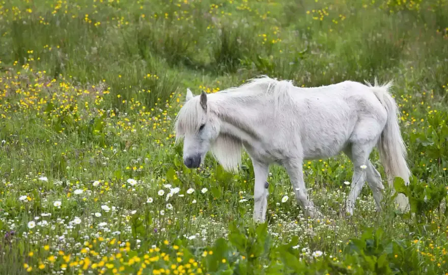 Nourrir un poney - Évitez les erreurs courantes et les excès