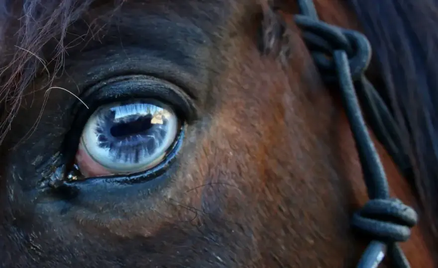 Œil de cheval qui coule - Causes, urgences et prévention