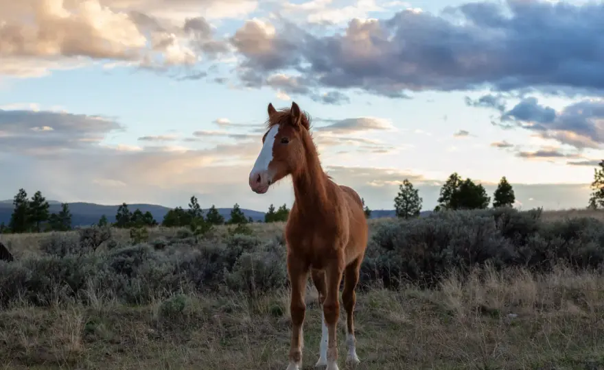 Mustang - Le cheval libre, mythe ou réalité ?