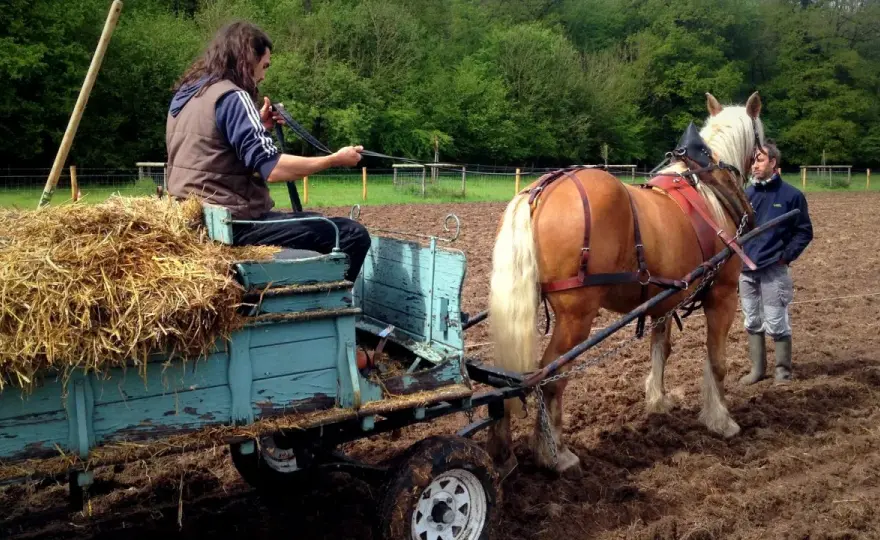 Herse de prairie pour chevaux - Choisissez la bonne, utilisez-la bien
