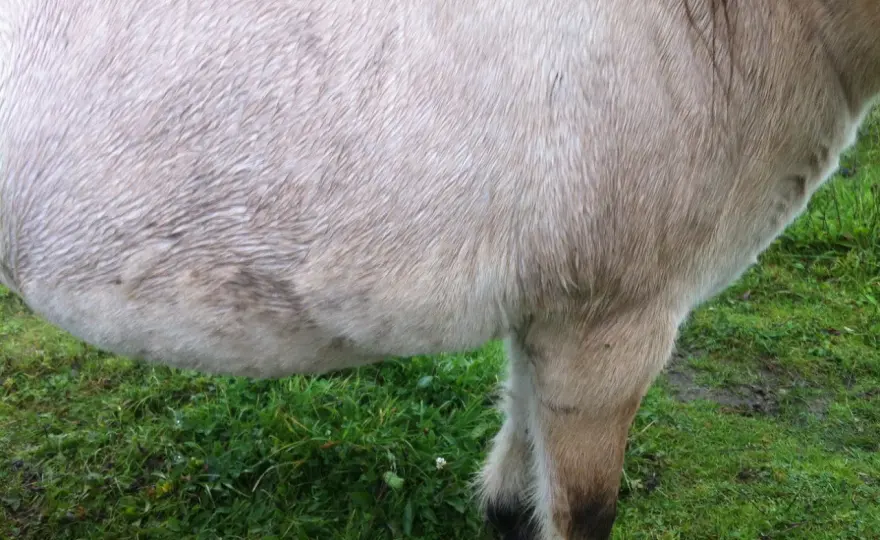 Metformine cheval - Utile ou fausse bonne idée ?