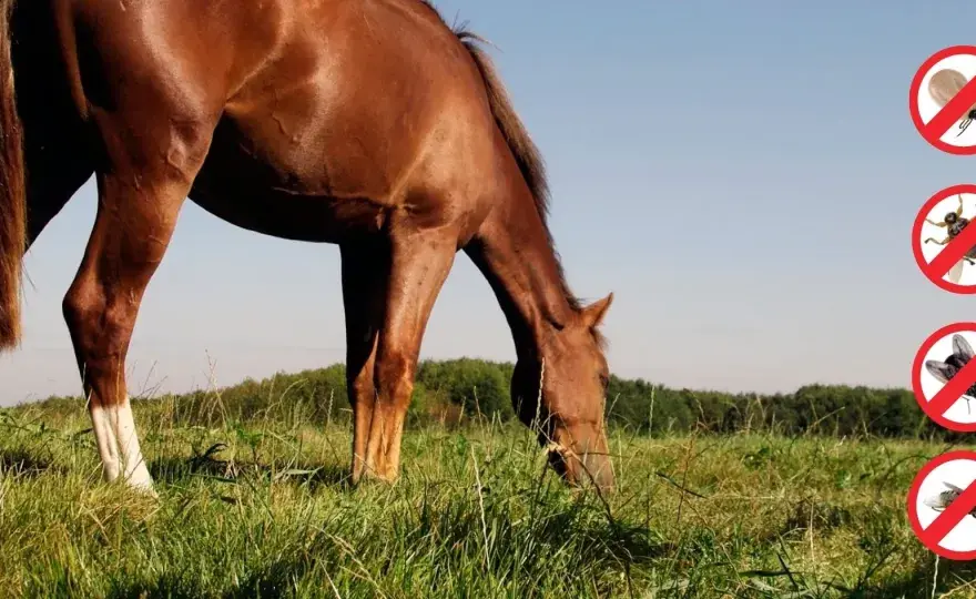 Parasites du cheval - Protégez-le sans surtraiter!
