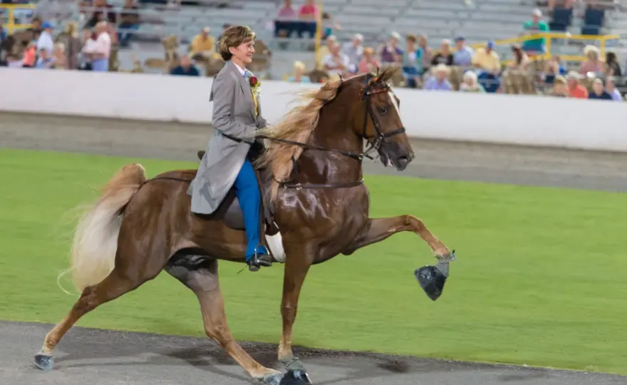Tennessee Walking Horse - Compétition et allure : le guide