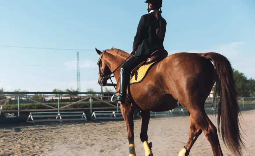 Épaule en avant - La clé d'un cheval redressé et souple
