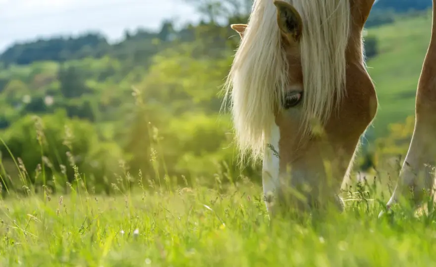 Gérer la pâture des chevaux - Optimisez herbe et santé équine