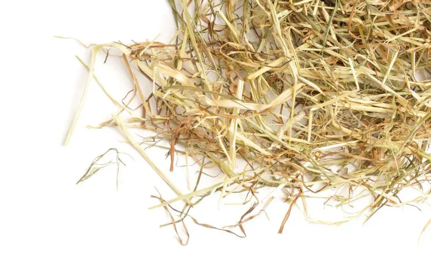 Analyse de foin pour cheval - Guide complet et fiable