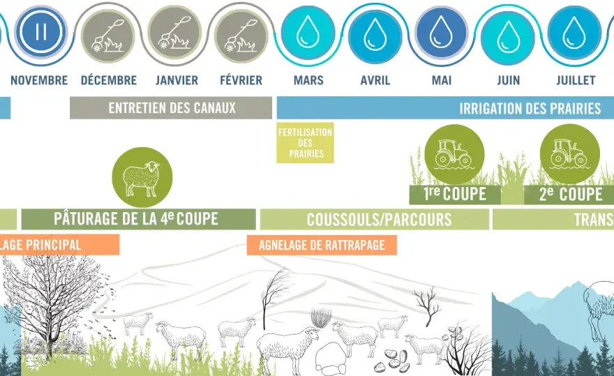 Coupes de foin par an - Le guide pour optimiser votre récolte