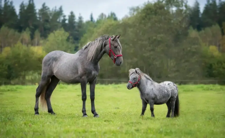 Cheval miniature - Le guide complet pour bien le choisir et l'entretenir