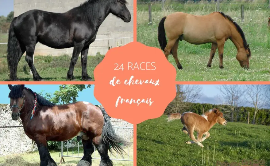 Combien de races de chevaux ? La réponse surprenante !