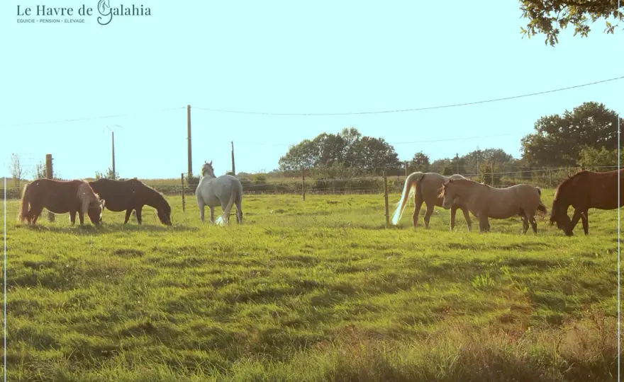 Pâturage tournant chevaux - Guide complet pour une prairie saine