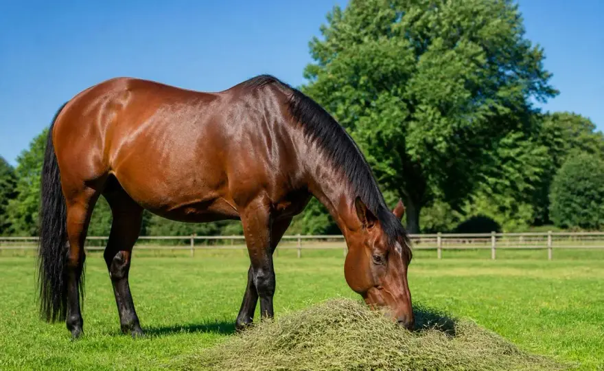 Nourrir son cheval - Évitez les erreurs courantes et préservez sa santé