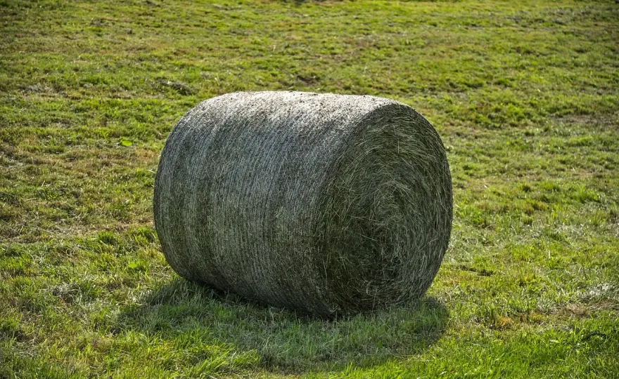 Foin enrubanné cheval - Bon ou mauvais choix ? Guide complet