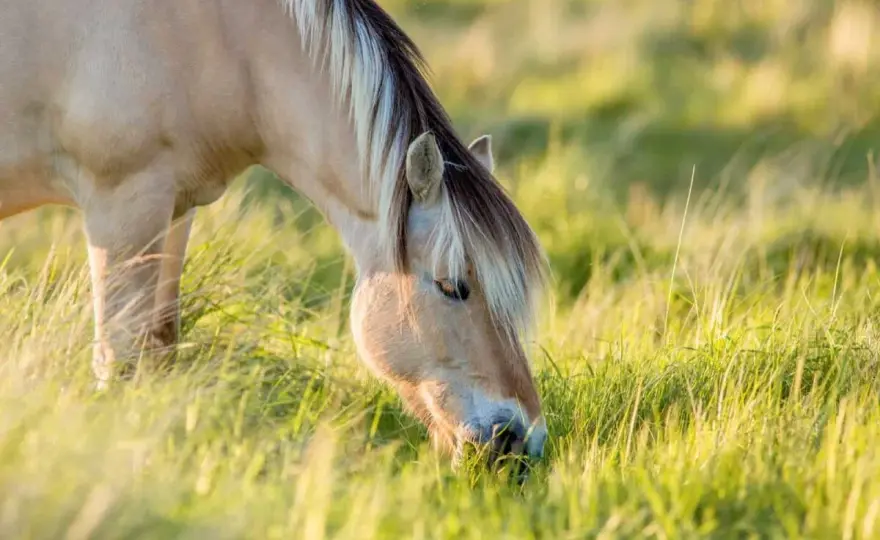 MSM cheval - Le guide complet pour une ration équilibrée