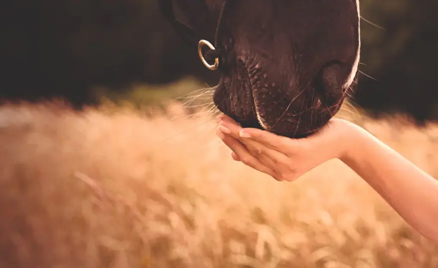 Huile de maïs pour cheval - Vraiment utile ou simple tendance ?