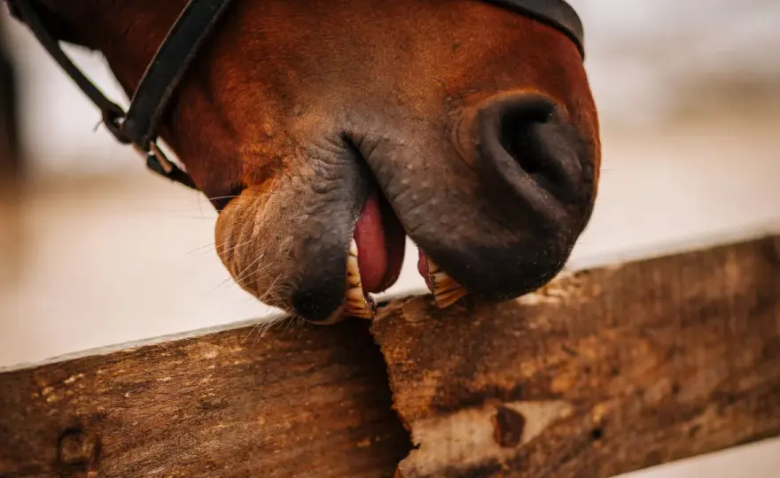 Cheval qui ne mange pas - Causes et réflexes essentiels