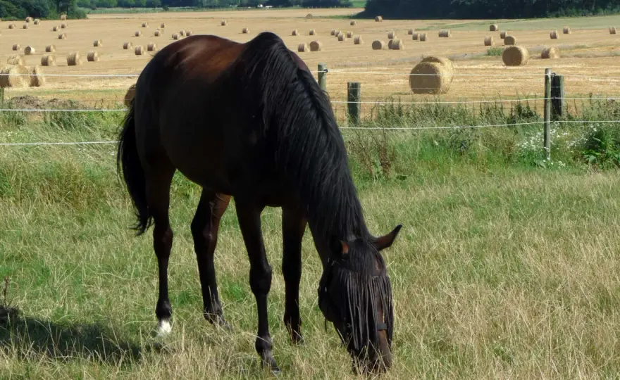 Races de chevaux - Comprendre OC/ONC et choisir le bon équidé