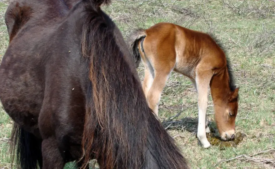 Cheval qui tousse en mangeant - Causes et quand agir